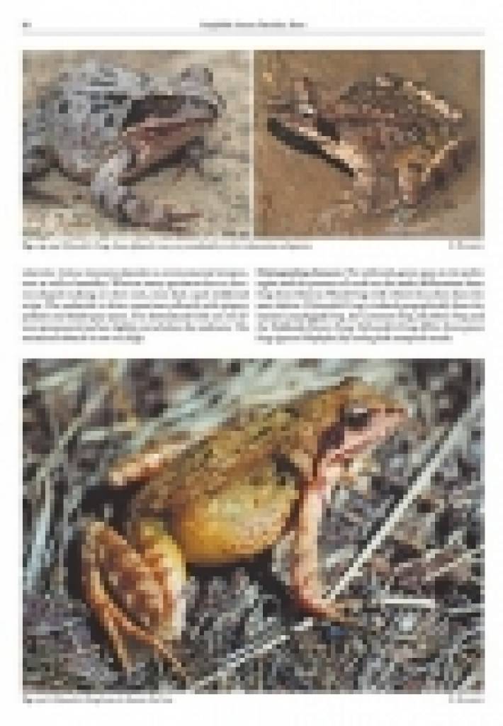 The Amphibians and Reptiles of Russia